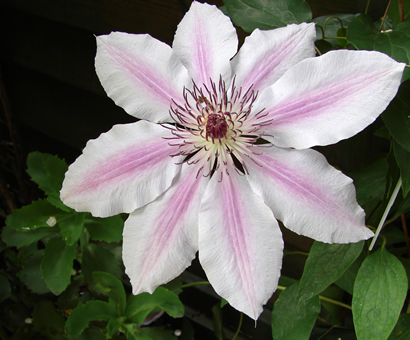 Clematis Nelly Moser (Bosrank)
